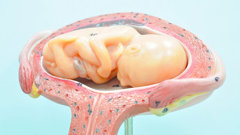 Grossesse : Les différents rôles du placenta