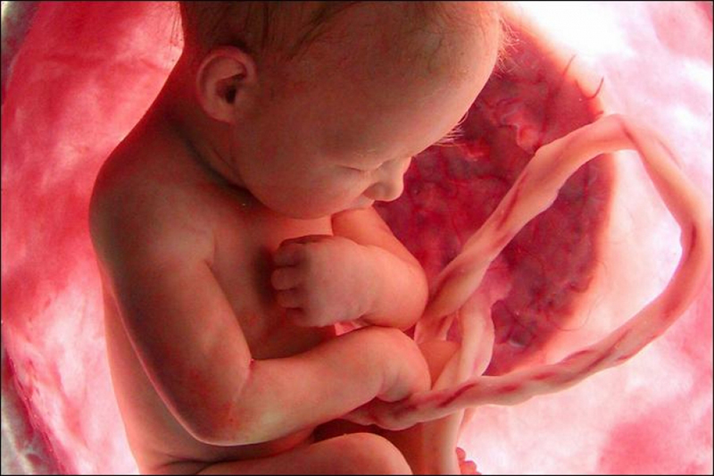 L’éveil sensoriel chez le fœtus