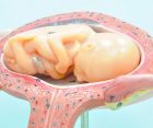 Grossesse : Les différents rôles du placenta
