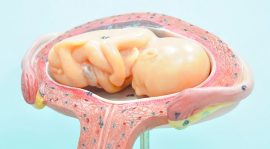 Grossesse : Les différents rôles du placenta