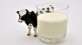 Le lait de vache, pas avant un an