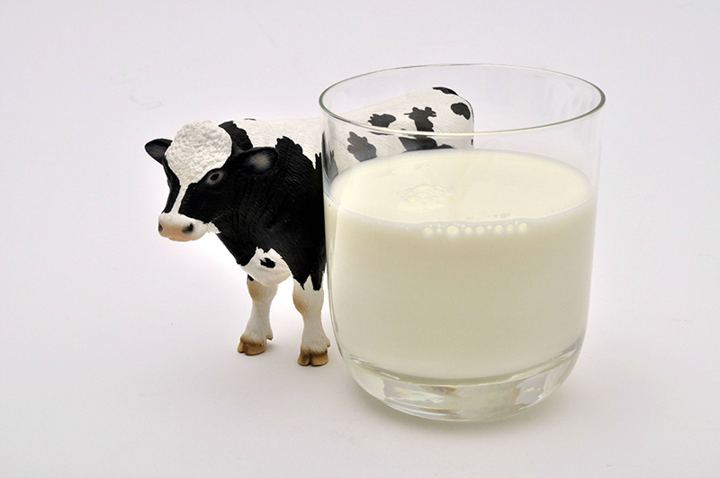 Le lait de vache, pas avant un an